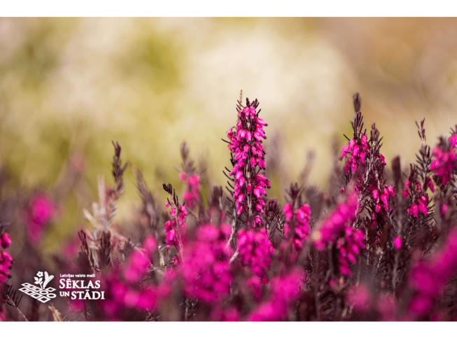 Erica carnea   'Nathalie'